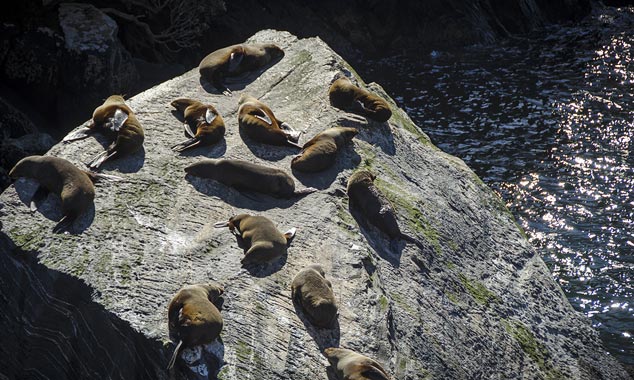 Une colonie d'otaries à fourrure se prélasse au soleil.
