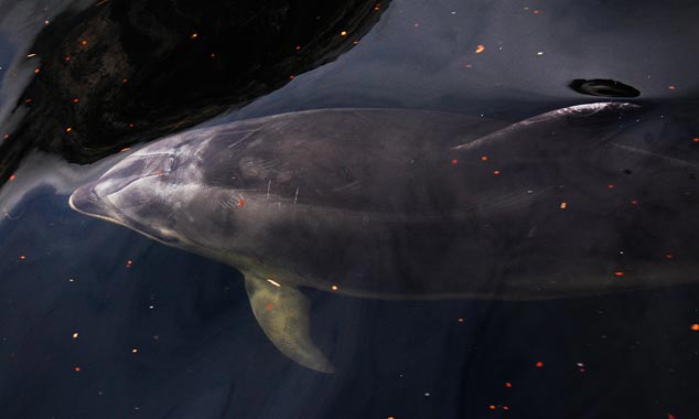 Les dauphins apprécient les eaux sombres du fjord.