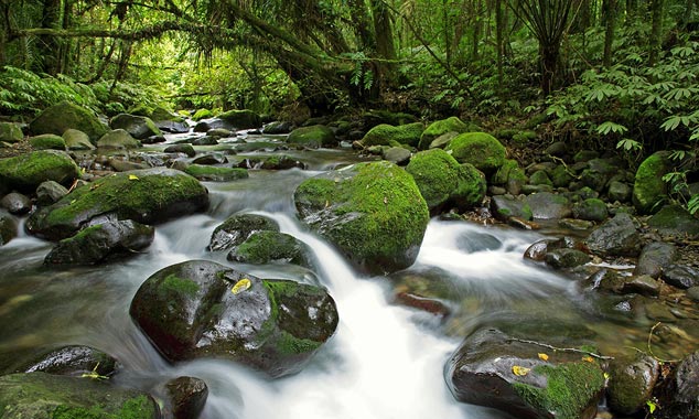 Le Fiordland compte parmi les régions les plus humides du globe.