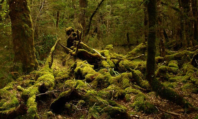 Les forêts du Fiordland noyées sous la pluie sont impénétrables.