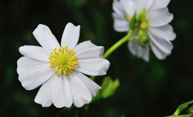 The 300 varieties of flowers in the valley have in common their white petals. This is particularly true of the lys of the Mt Cook.