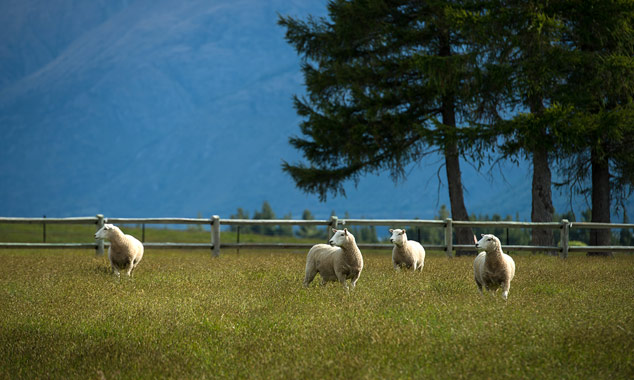 Il y a environ 30 millions de moutons en Nouvelle-Zélande.