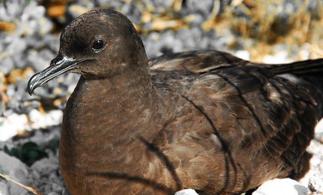 One could beleive that White Island is devoid of all animal life, but it is not. A colony of mutton birds settled on the flanks of the volcano. The Maori were already chasing them when they came to get sulfur on the volcano island.