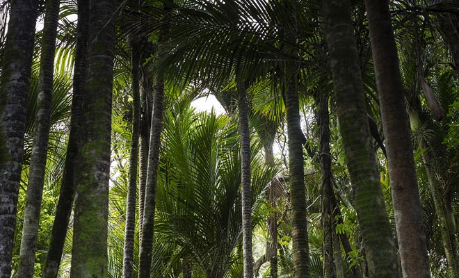 At such low latitude, palm trees can not grow. However, a microclimate allows the nikau to grow in the Paparoa National Park.