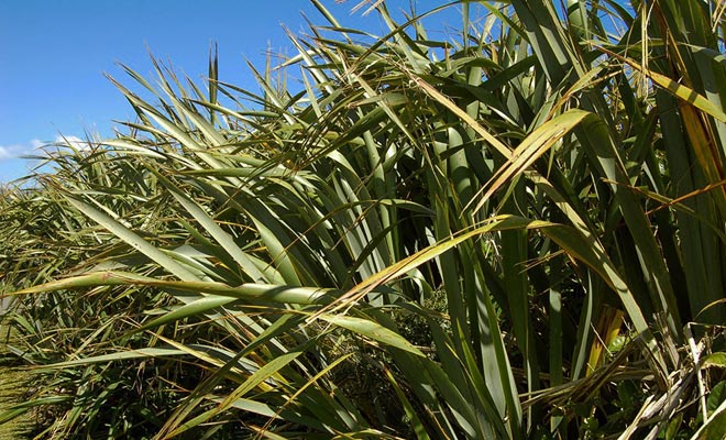 The flax allowed the Maori to make baskets. Today it is still used by craftsmen.