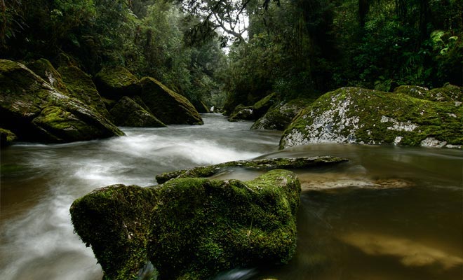 Because they are often impenetrable and damp, the forests of Fiordland are totally wild.