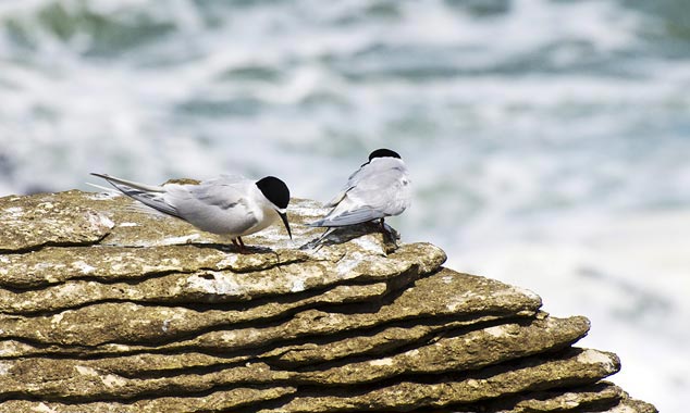 Le vacarme assourdissant ne dérange pas les sternes.