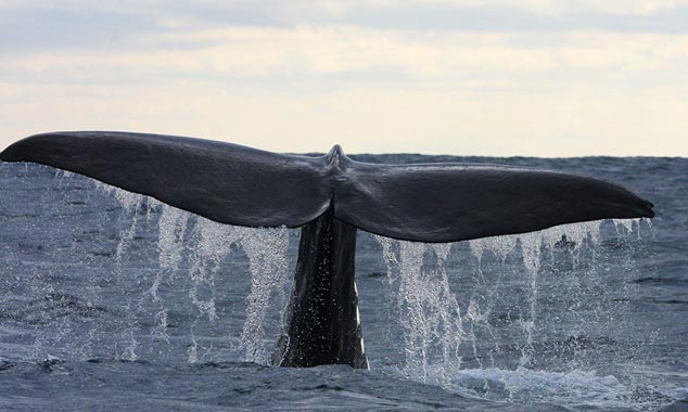 L'observation des baleines est la principale activité de la région.