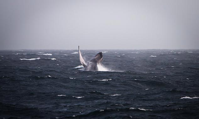 Les chances d'observer des baleines sont de 99 % !