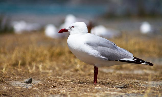Les mouettes contrôlent une partie de la plage.