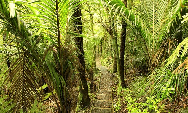 Il faut traverser la forêt pour atteindre Ohau Stream.