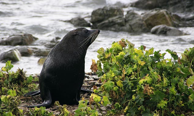 Les colonies d'otaries à fourrure sont nombreuses.