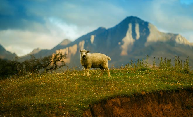 To create pastures, the Maori then the Westerners have considerably deforested the two islands of New Zealand. For 20 years now, the population have been working to repair the damage.