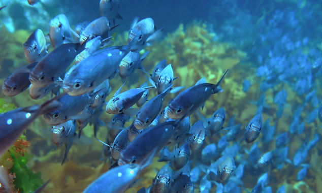 Réalisez votre baptême de plongée en Nouvelle-Zélande.