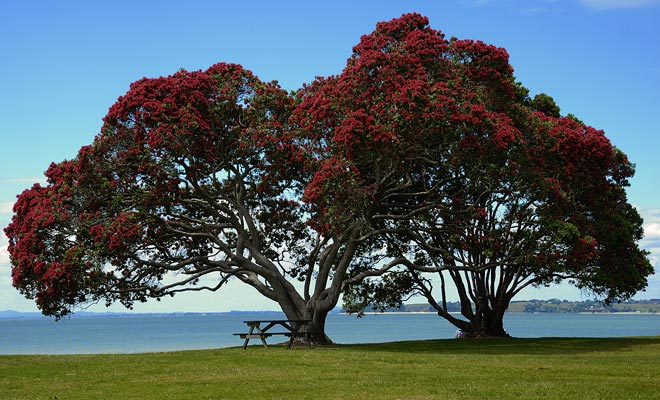 The pohutukawa is covered with red flowers in early summer. As this season coincides with the holiday season, it is called the Christmas tree.