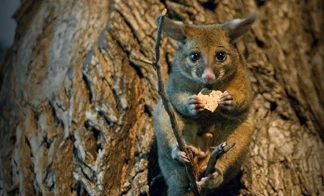 It is forbidden to feed the possums. Do not rely on their sad look, these pests devour hectares of vegetation every night.