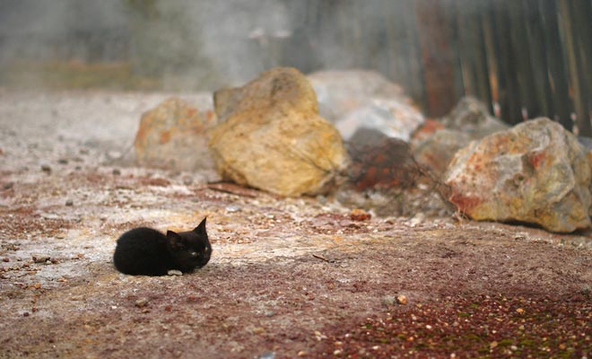 Si comme Seth et Lise, vous tombez nez à nez avec un animal égaré en Nouvelle-Zélande, veuillez appeler le DOC. Gardez toutefois vos distances, car un animal apeuré peut se montrer dangereux malgré son aspect inoffensif.