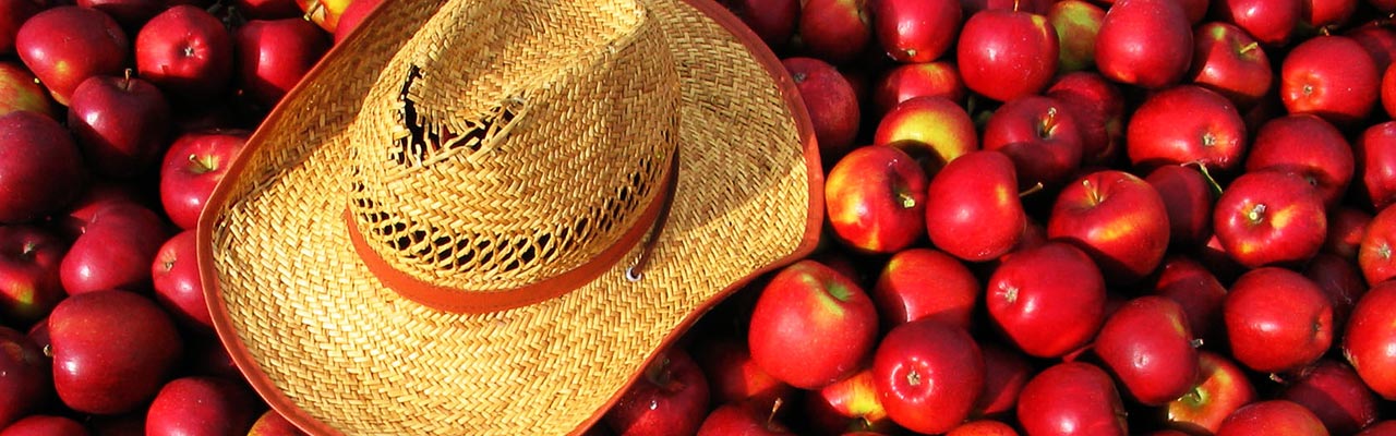 The Working Holiday Visa (WHV) is for young travelers.