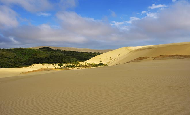 Due to deforestation, the northern tip of Northland has large dunes and resembles a desert. You can climb the dunes and ride them on surfboards.