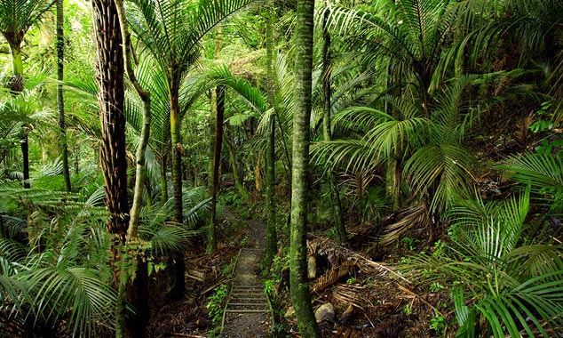 The virgin forest brings shade and freshness at last.
