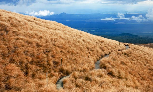 La descente vers Ketetahi Hut au milieu du tussack.