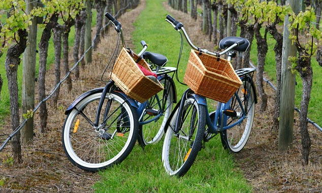 Picnic among the vineyards.