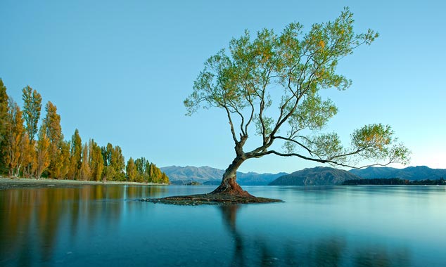 The most photographed solitary tree if New Zealand.