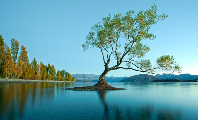 The lonely tree of Wanaka is probably the most famous of the country. It grows in water near the shore.