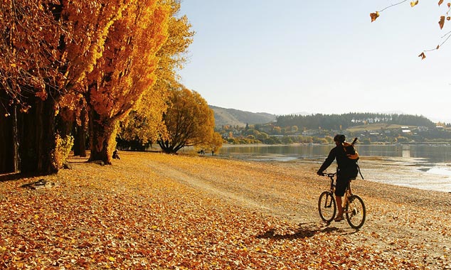 Wanaka is covered with dead leaves during the autumn.
