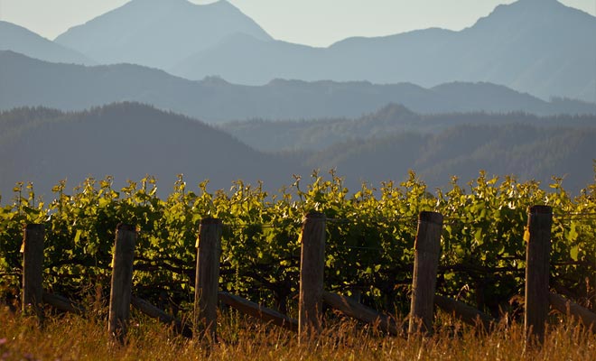 The richness of the volcanic soil explains in part the success of wines produced in the Otago region. The other reason for success is linked to the mutual assistance of the operators who put their experience in common.