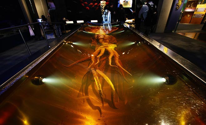 The Te Papa Museum exhibit the largest squid discovered in a bath of formaldehyde.