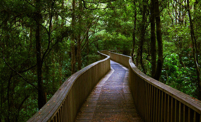 The short walk in the AH Reed Kauri Park is worth a visit, if only because of the venerable age of these trees, some of them over 500 years old!