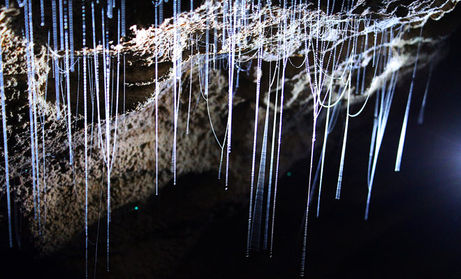 Glowworms are actually larvaes that shine to attract prey, when they do not just devour each other. The hanging filament is actually a bait.