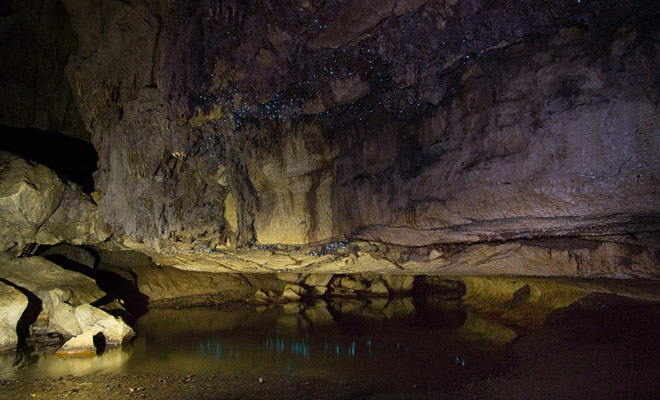 The glowworms that shine on the ceiling are the real reason for your visit to the cave.
