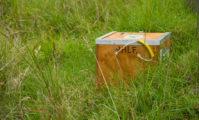 Inside this box, there is a Kiwi who will soon return to wild life after being held in a shelter, protected from predators until adulthood. Wish him good luck!