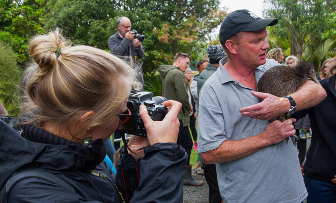 Observing kiwis outside a reserve is a rare experience (including for New Zealanders) as the New Zealand mascot is still on the threatened species list.