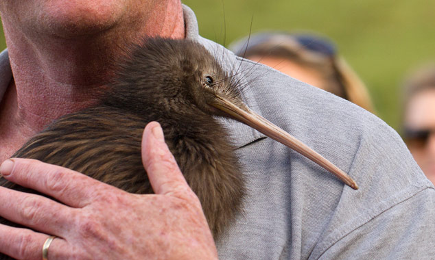 Le Kiwi est la mascotte officielle de la Nouvelle-Zélande.