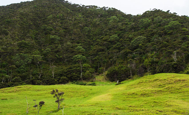 The Kiwis live in the forest and if you sometime hear their sound during the night, it is quite rare to meet them, especially if you visit New Zealand for only a few weeks.