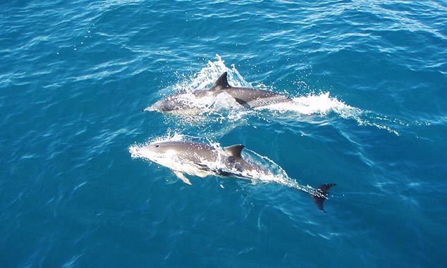 Many dolphins escort the ship.