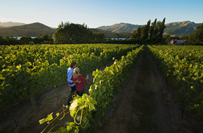 Come visit the vineyards and taste the wines of New Zealand.
