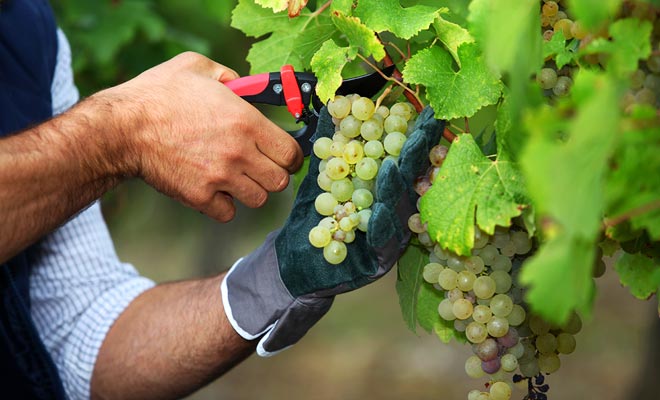 If the tools are supplied by the employer, it is possible to gain in efficiency by buying models more adapted to your morphology. Of course, it is an investment, but it increases your productivity and consequently your earns.