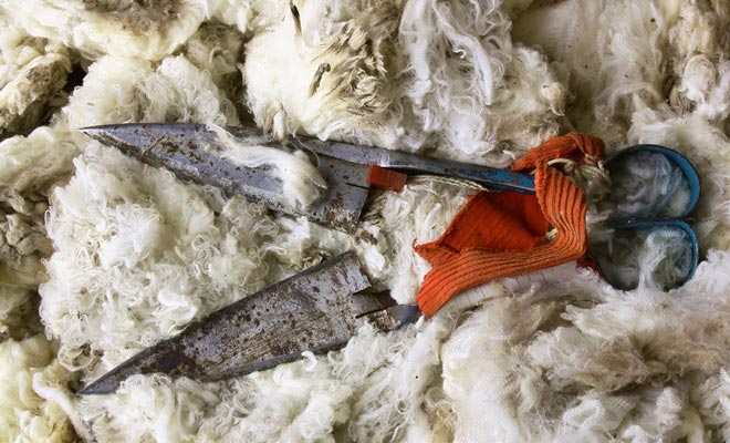 In the collective imagination, sheep shearing is a fun activity. In reality it is mainly a physical activity even if the pleasure of working with animals is real.