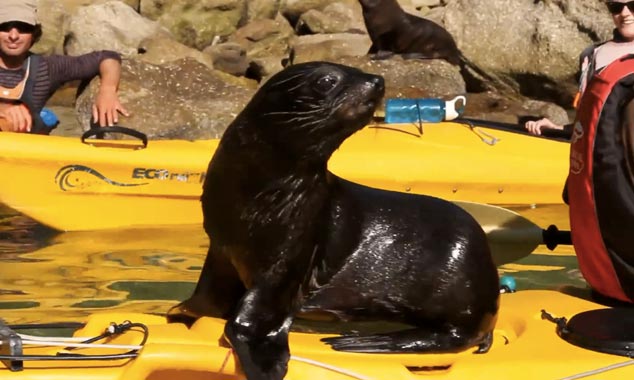 Les bébés otaries sont les plus curieux...