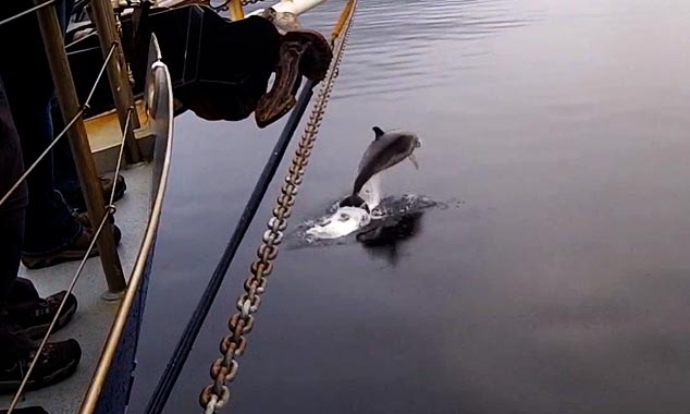 Dolphins often race with ships.