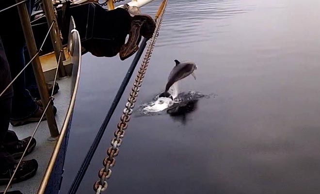 You can shoot or photograph the dolphins as they approach the boat.
