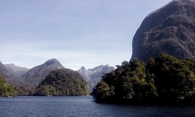 Les dauphins du fjord escortent le navire.
