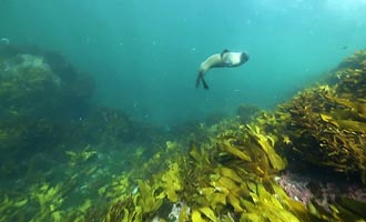 If you wish to discover the aquatic life of the fiord, you can participate in scuba diving. Sometimes sea lions approach you by curiosity.
