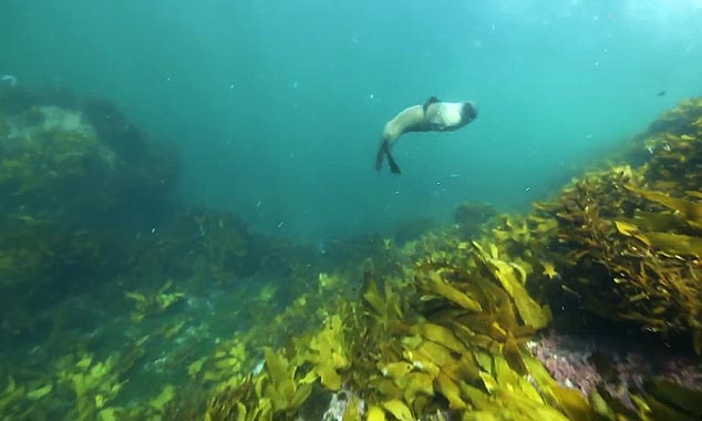Plongée sous-marine à la rencontre des otaries du fjord.