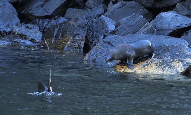 Une belle présentation des animaux qui peuplent le Fiordland.