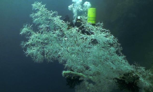 Le corail blanc recouvre le fond du fjord.